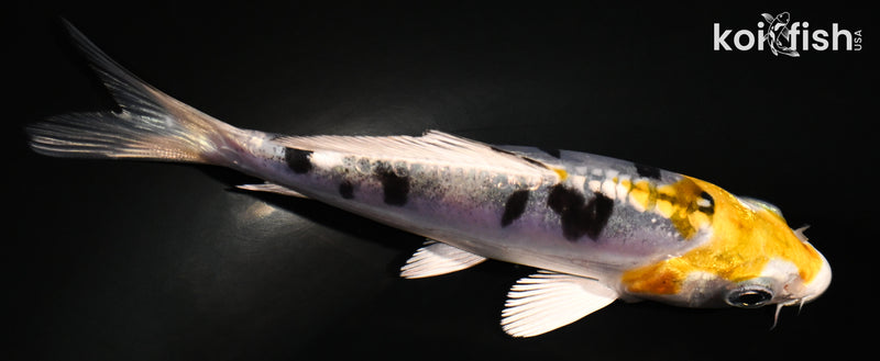 4" HEISEI NISHIKI