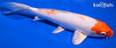 9.75" HOODED HARIWAKE