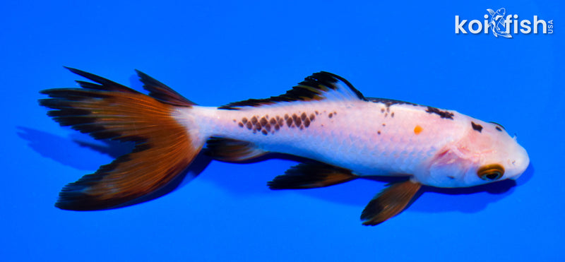 5.75" WAKIN GOLDFISH