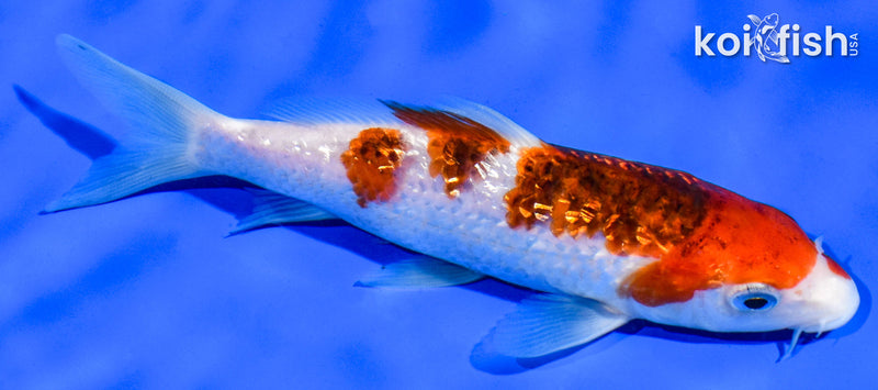 5.5" GINRIN GOROMO