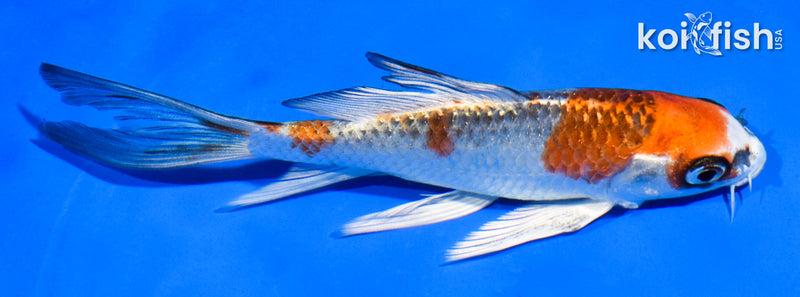 5.5" KUJAKU BUTTERFLY