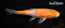 5.75" OCHIBA SHIGURE