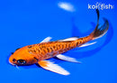 6.75" ARAGOKE ORENJI MATSUBA BUTTERFLY