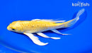 7.75" GINRIN YAMABUKI OGON BUTTERFLY