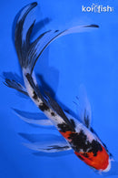 7" SANKE BUTTERFLY