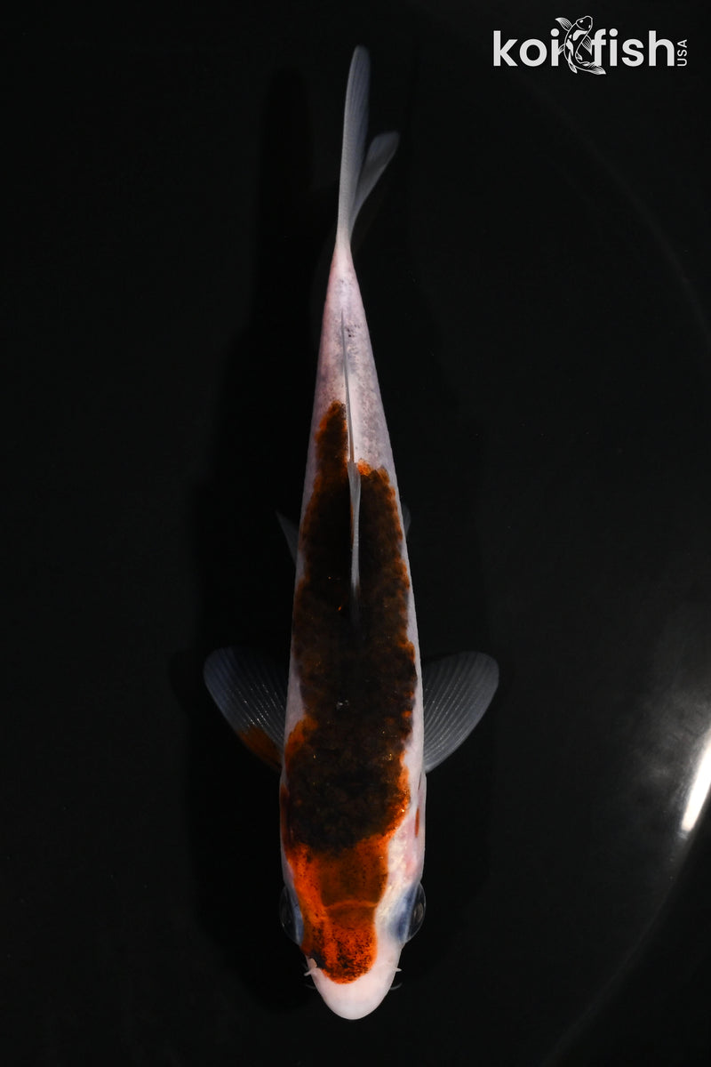 4" GOROMO