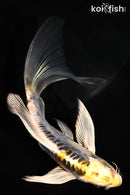 6" ARAGOKE KIN KIKOKURYU BUTTERFLY