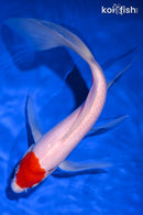 10" KOHAKU BUTTERFLY