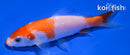 4" KOHAKU