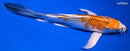 8.5" KUJAKU BUTTERFLY