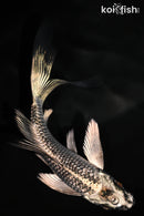 4.75" GINRIN GINGA BUTTERFLY