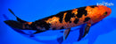 7.5" GINRIN ORENJI BEKKO