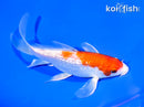 6.75" GINRIN HARIWAKE BUTTERFLY