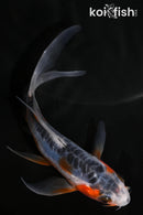 4.75" HI SHUSUI BUTTERFLY