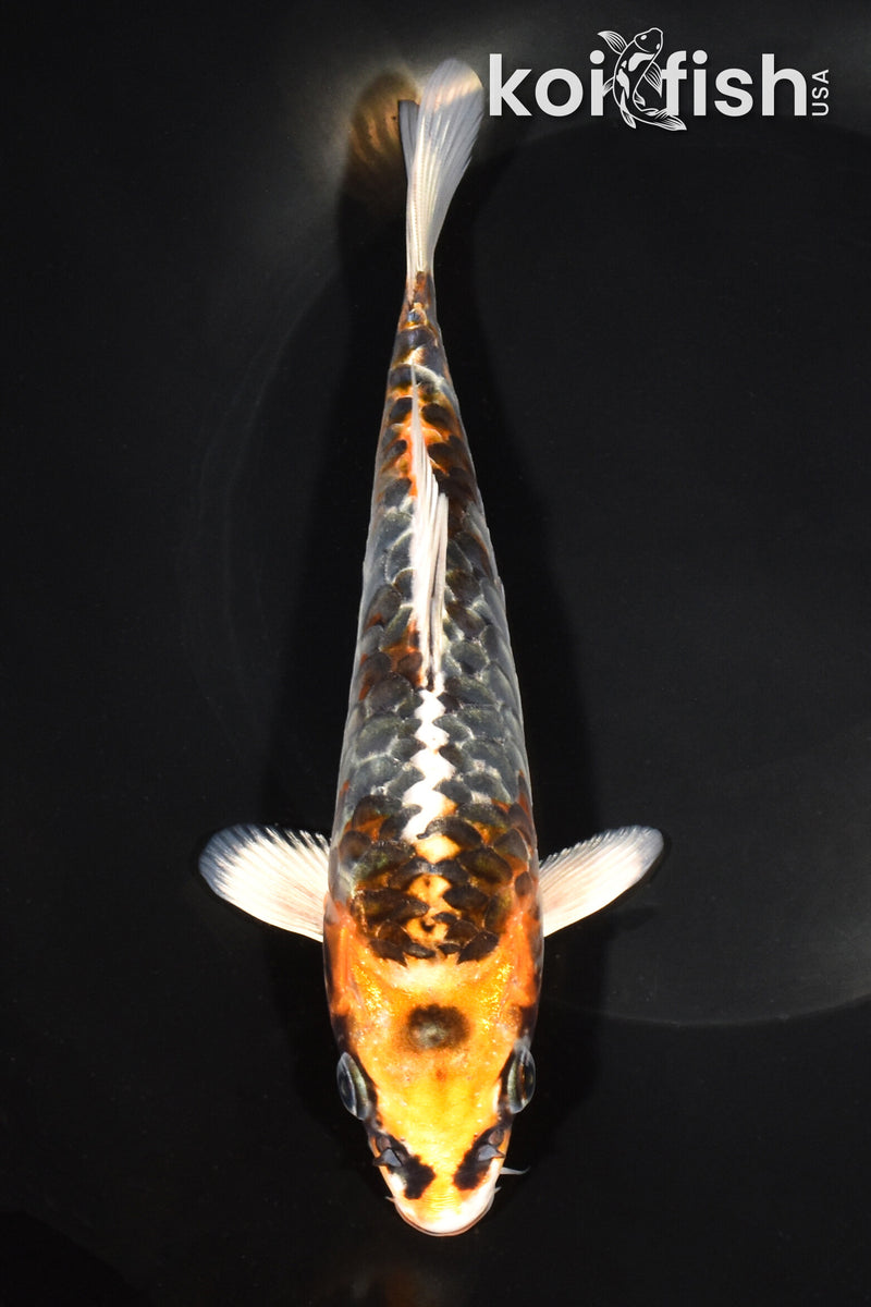 7.25" KUJAKU