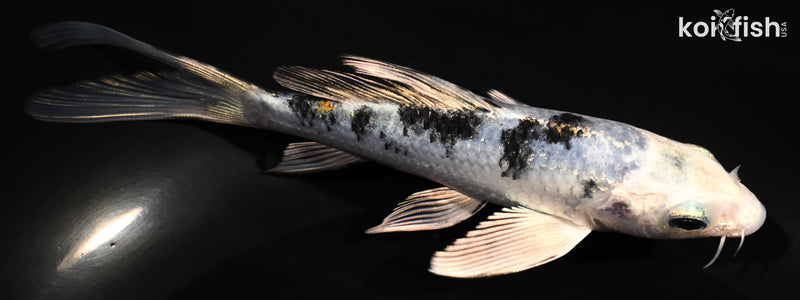 5.25" GIN SHIRO BEKKO BUTTERFLY