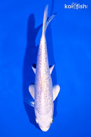 6.75" GINRIN PLATINUM OGON
