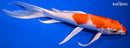 10" HARIWAKE BUTTERFLY