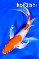 6.75" HARIWAKE BUTTERFLY