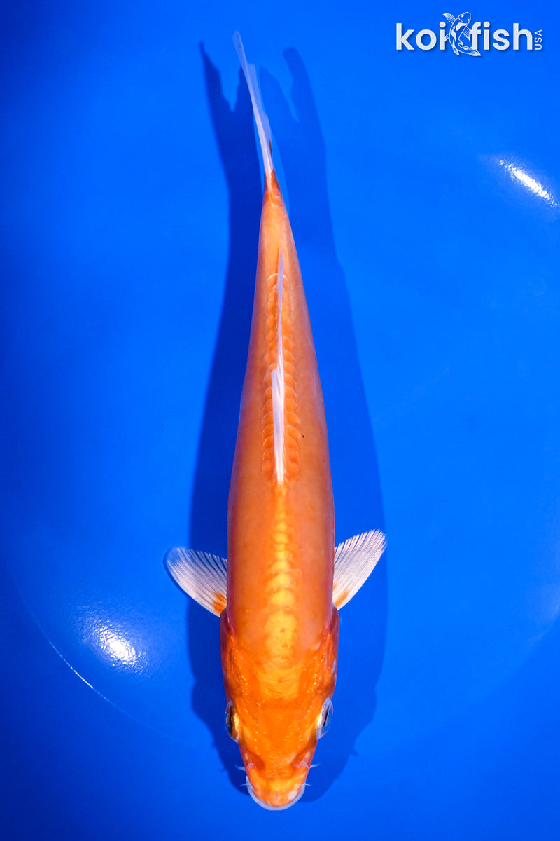 7" KIKUSUI