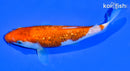 6.5" GINRIN KOHAKU