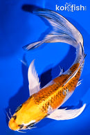 7.75" KUJAKU BUTTERFLY