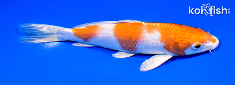 7.25" HARIWAKE