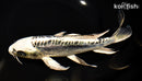 9" KIKOKURYU BUTTERFLY