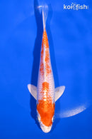 7" HARIWAKE