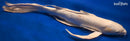 25" PLATINUM OGON BUTTERFLY