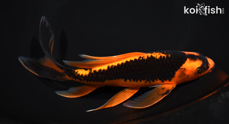 8" ORENJI MATSUBA BUTTERFLY