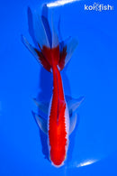 6" SARASA WAKIN GOLDFISH