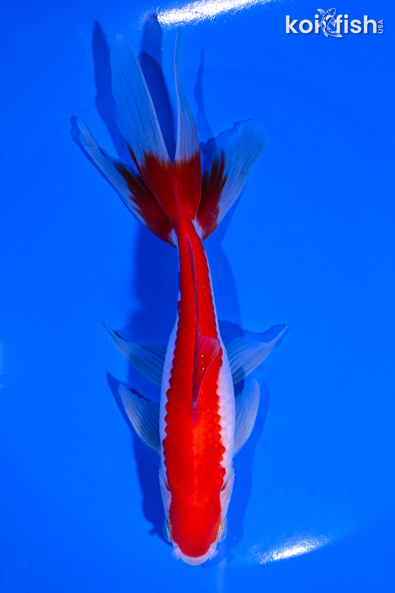 6" SARASA WAKIN GOLDFISH