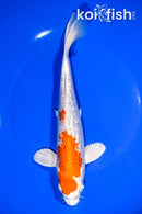 8.25" GINRIN HARIWAKE