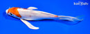 8" HARIWAKE BUTTERFLY