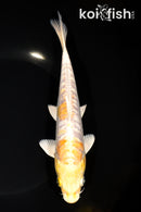 8" ARAGOKE LEMON HARIWAKE