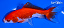 5.75" SARASA WAKIN GOLDFISH