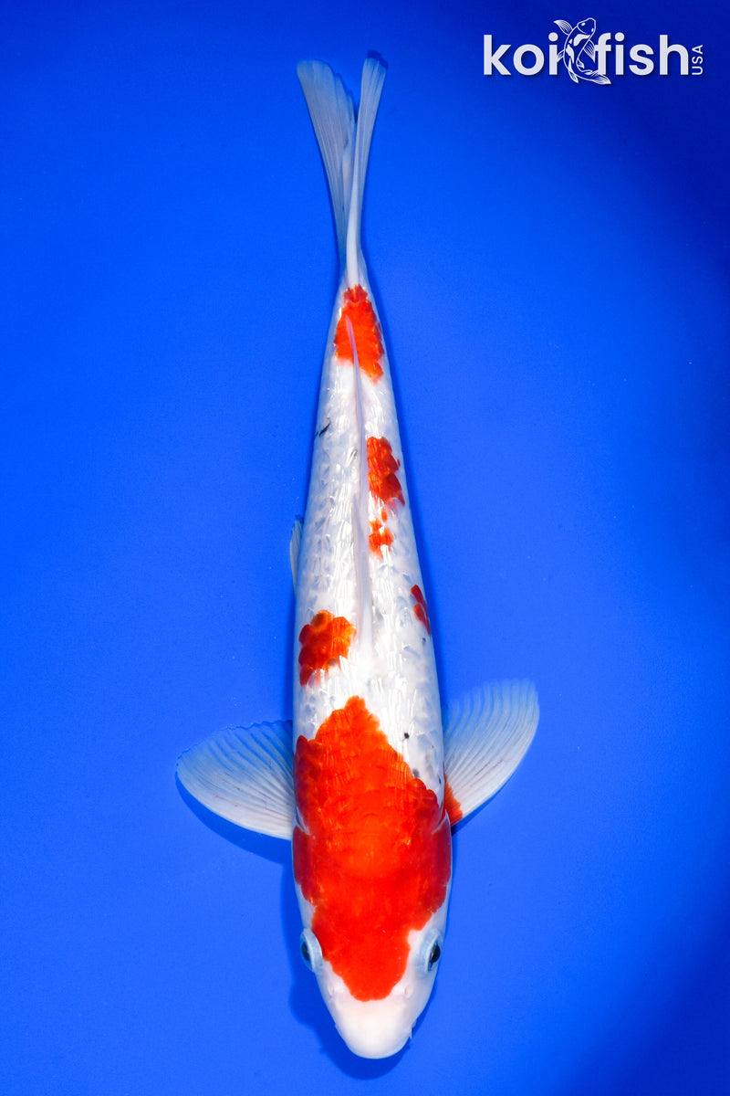 12.25" GINRIN SANKE