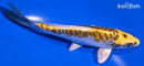 5.5" KIN KIKOKURYU