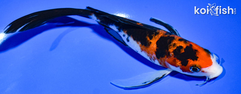 7" SANKE BUTTERFLY
