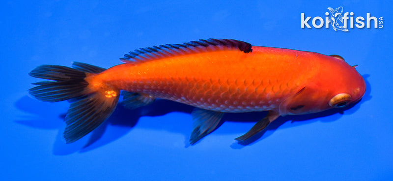 5.25" WAKIN GOLDFISH