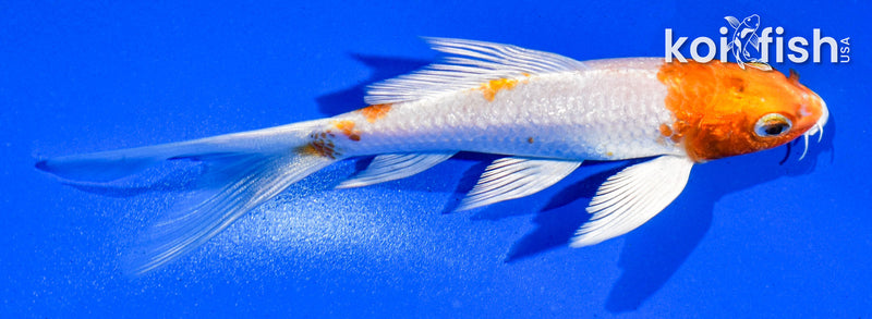 5" GINRIN HARIWAKE BUTTERFLY