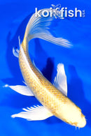 8.5" GINRIN YAMABUKI OGON BUTTERFLY
