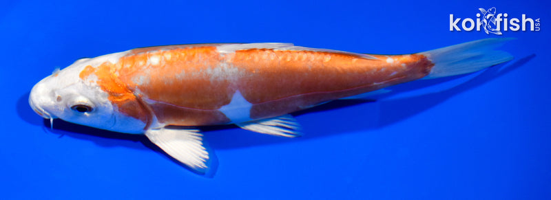 7" KIKUSUI