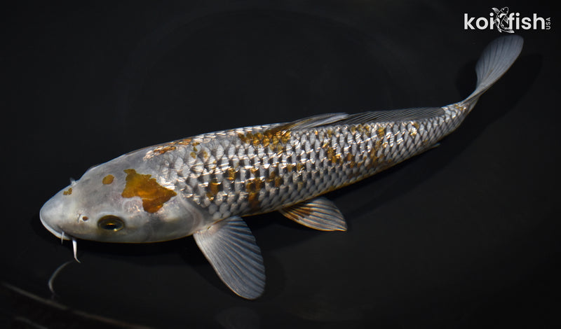 10.75" GINRIN OCHIBA SHIGURE