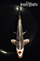 6.5" BENI GINGA