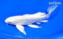 8" GINRIN PLATINUM OGON BUTTERFLY