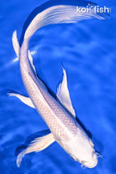 9.75" PLATINUM OGON BUTTERFLY