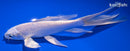 7" PLATINUM OGON BUTTERFLY