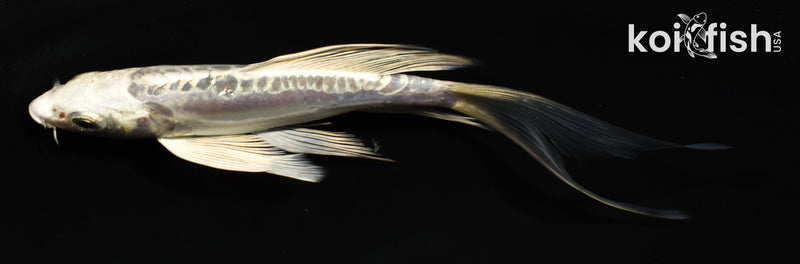 5" PLATINUM OGON BUTTERFLY